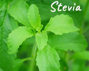 Stevia Plant Used a Natural Zero-Calorie Sweetener in Many Paleo Bars